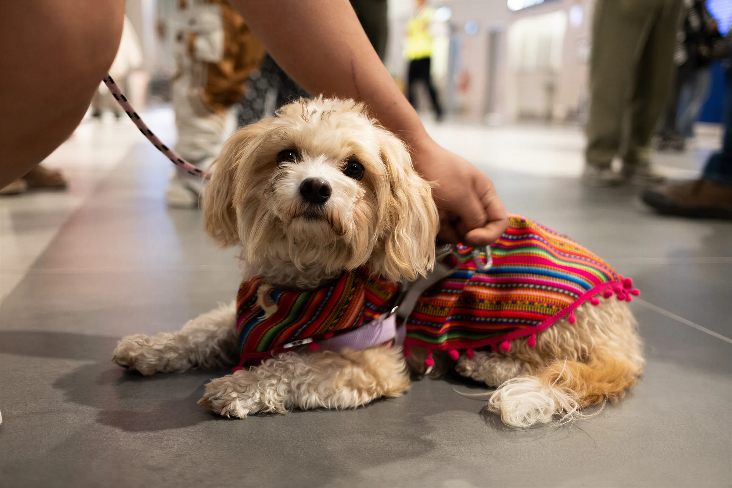 Ein kleiner Hund trägt am Flughafen in Lima eine farbig gemusterte Jacke.